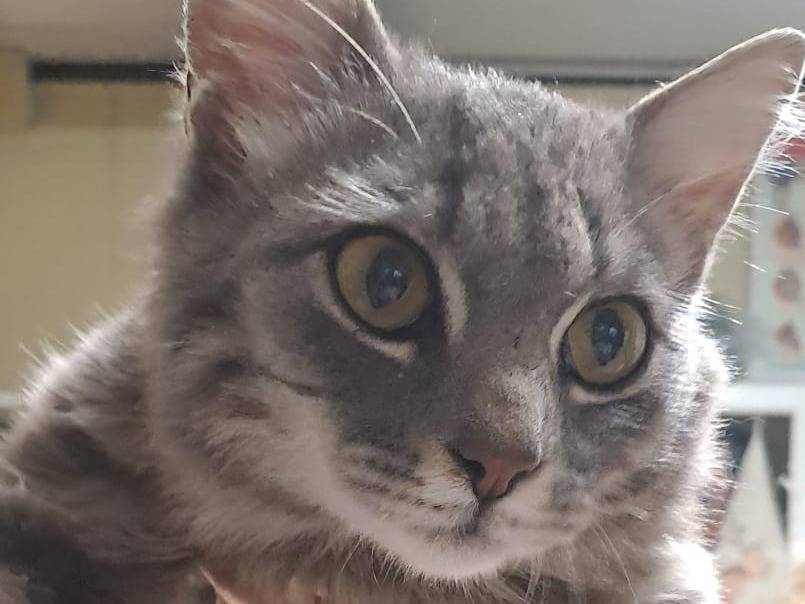 Adozione gatto, maschio, Razza sconosciuta Razza sconosciuta, 11 mesi, taglia non valida, Ravenna