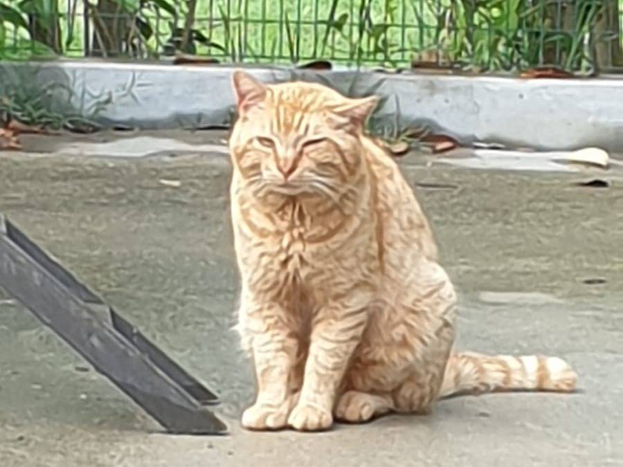 Adozione gatto, maschio, Razza sconosciuta Razza sconosciuta, 3 anni e 4 mesi, taglia non valida, Ravenna
