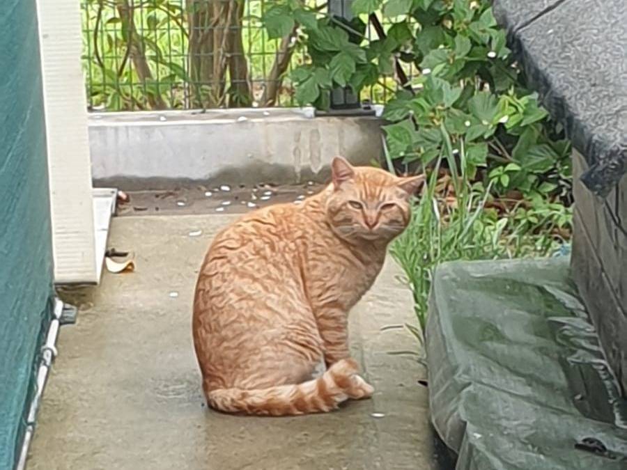 Adotta un gatto, maschio, 3 anni e 4 mesi, Ravenna