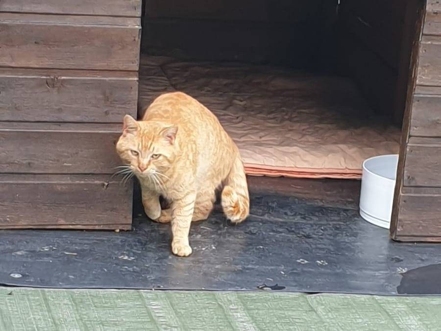 Adotta un gatto, taglia non valida, maschio, Ravenna