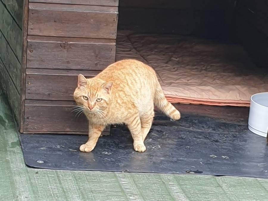 Vuoi adottare un gatto a Ravenna?