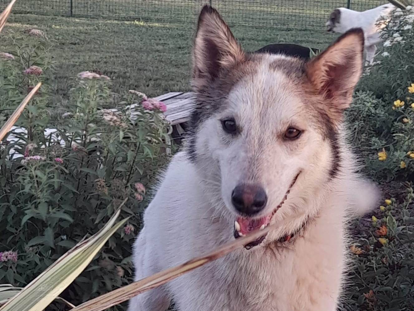 Adozione cane, femmina, Razza sconosciuta Razza sconosciuta, 6 anni e 9 mesi, taglia media, Mantova