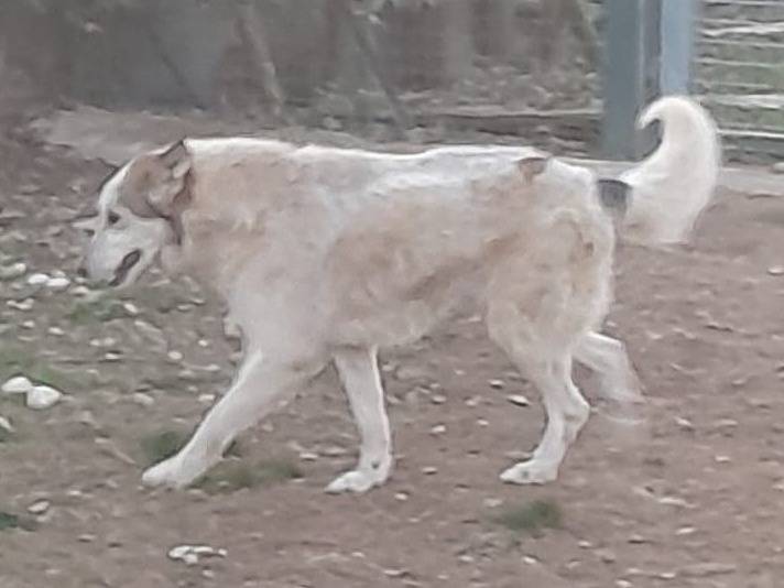 Adotta un cane, femmina, 6 anni e 9 mesi, Mantova