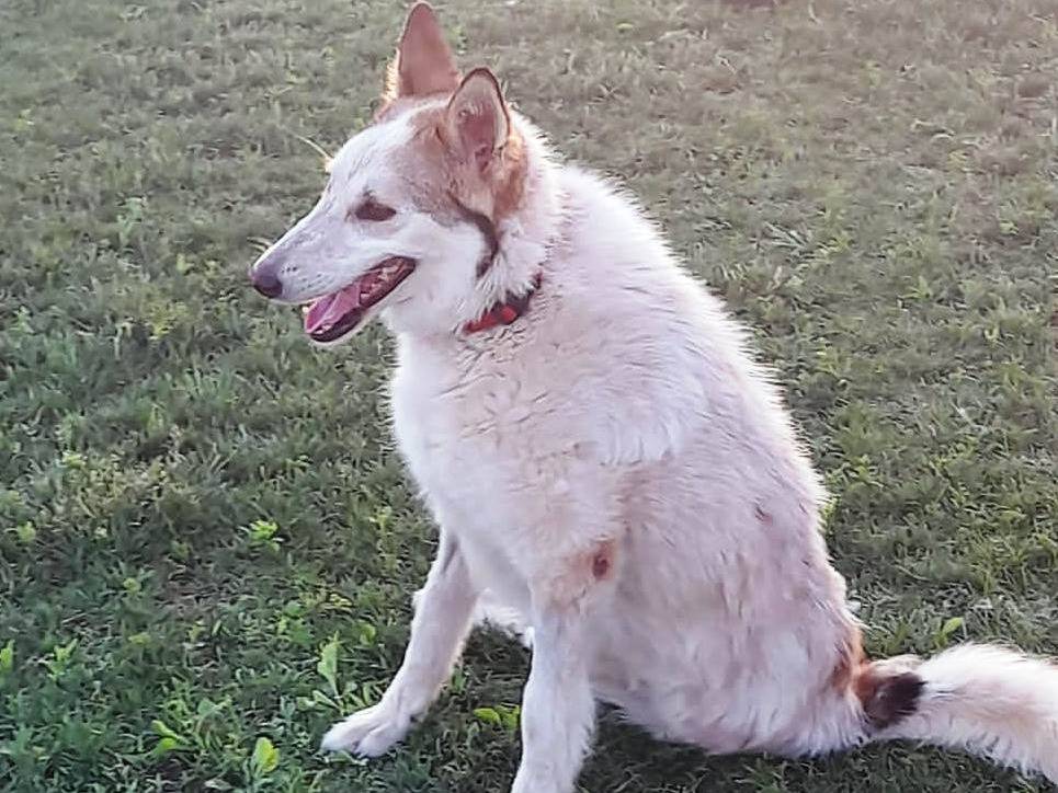 Adotta un cane, taglia media, femmina, Mantova