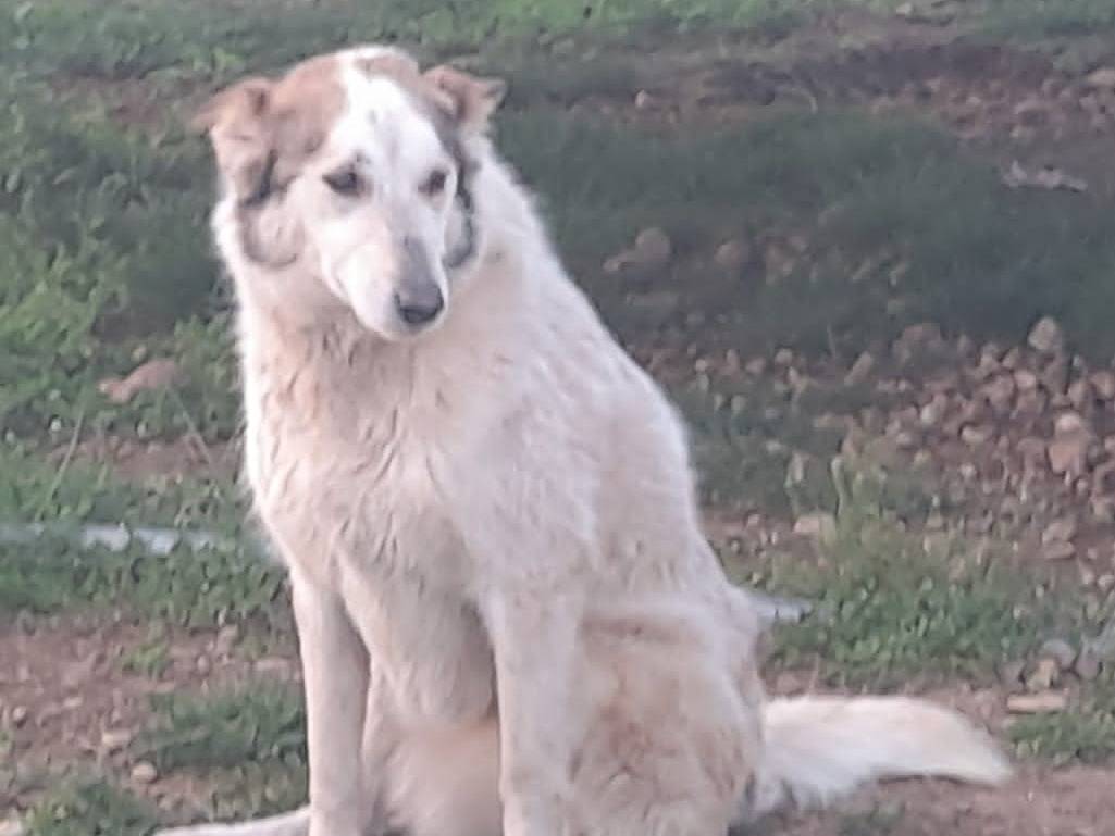 Vuoi adottare un cane a Mantova?