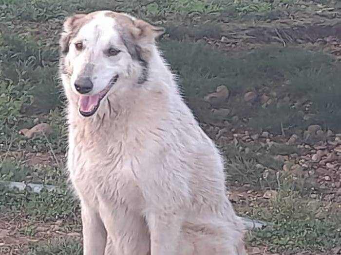 Adotta il cane HUSKINA a Mantova
