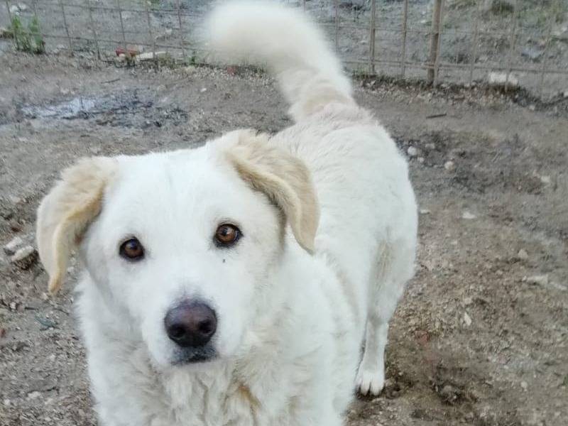 Adotta un cane, taglia grande, maschio, Rimini