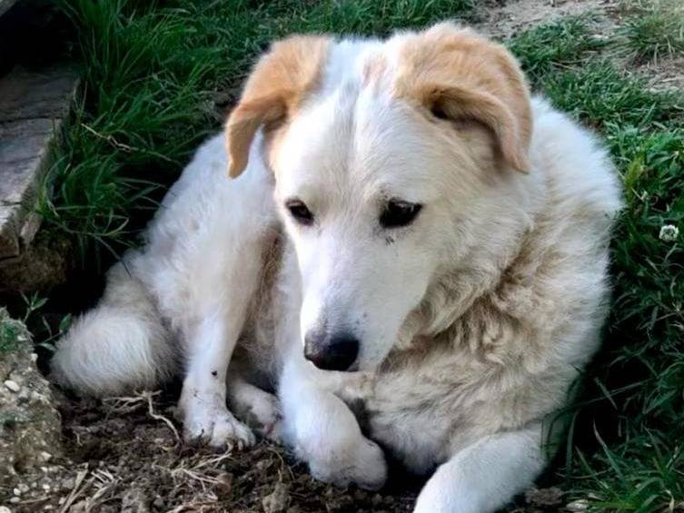 Adotta il cane Cotone a Rimini