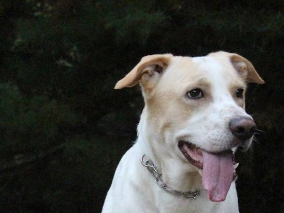 Adozione cane, maschio, Razza sconosciuta Razza sconosciuta, 7 anni e 10 mesi, taglia media, Pavia