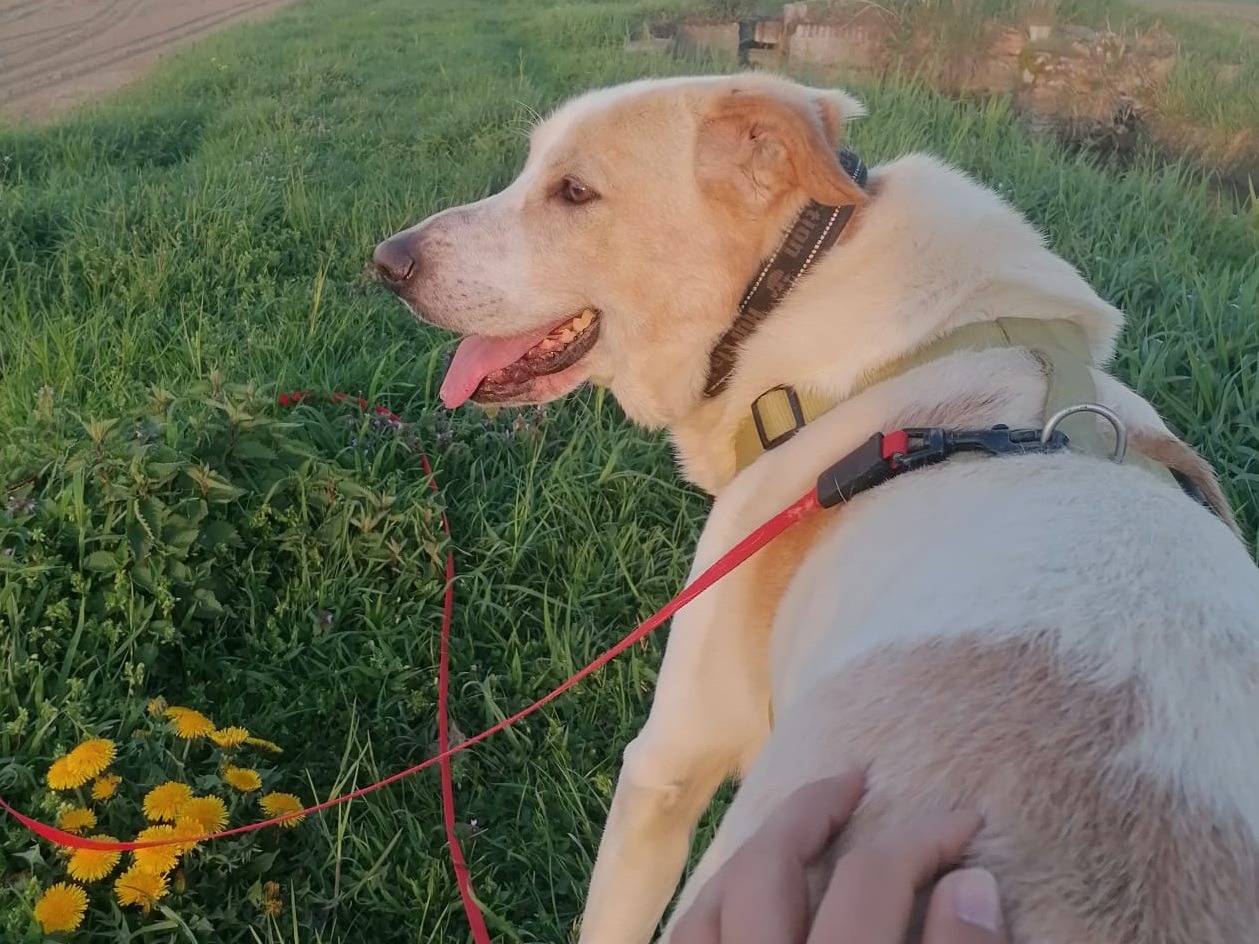 Adotta un cane, taglia media, maschio, Pavia