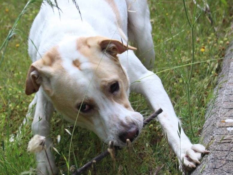 Adotta il cane Toby a Pavia