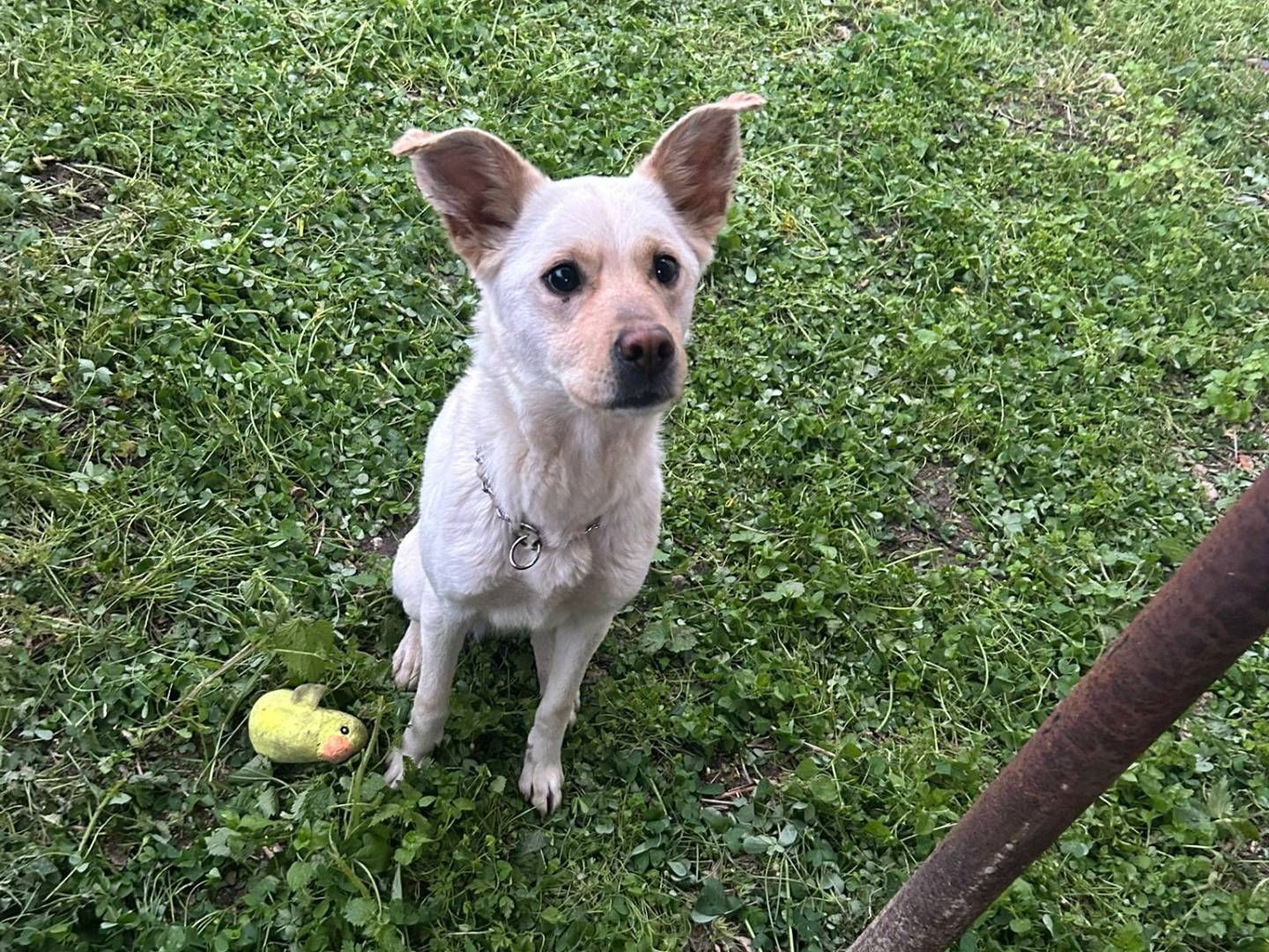Adotta un cane, femmina, 2 anni, Cosenza