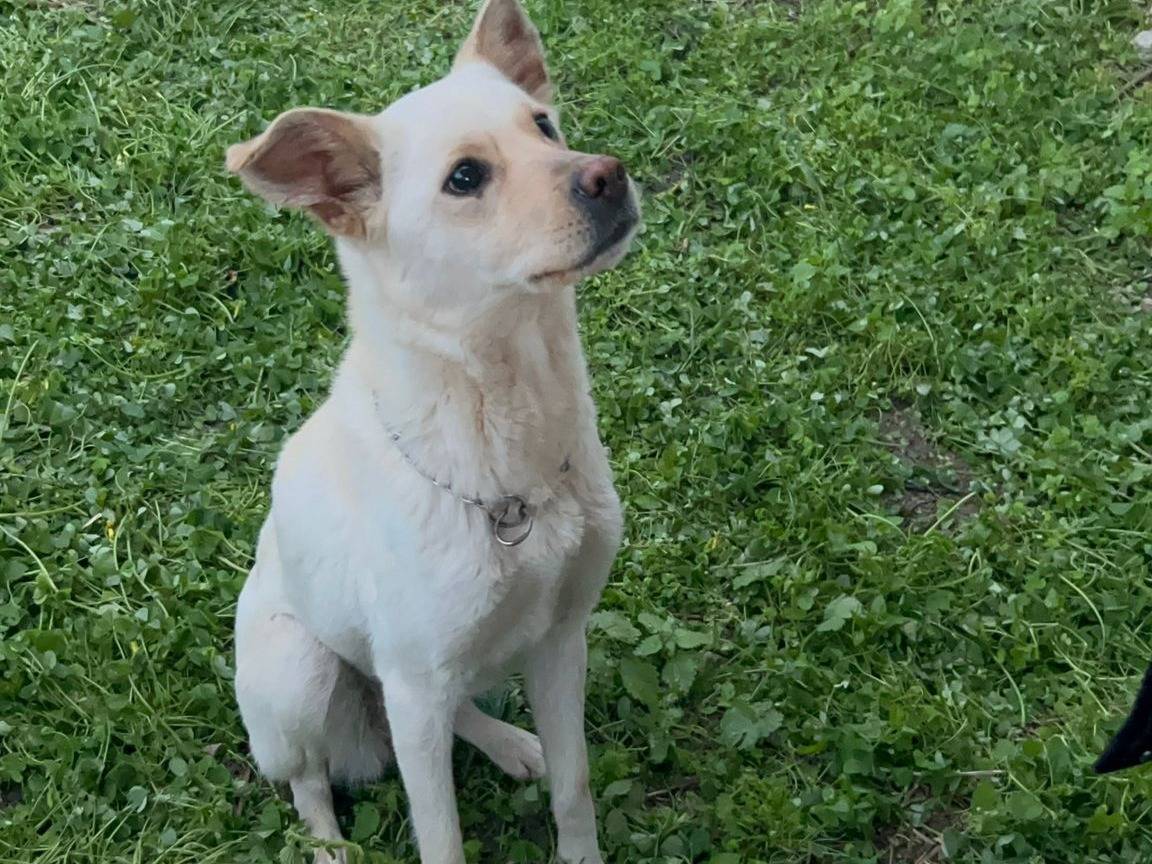 Adozione cane, femmina, Labrador Retriever Razza sconosciuta, 2 anni, taglia media contenuta, Cosenza