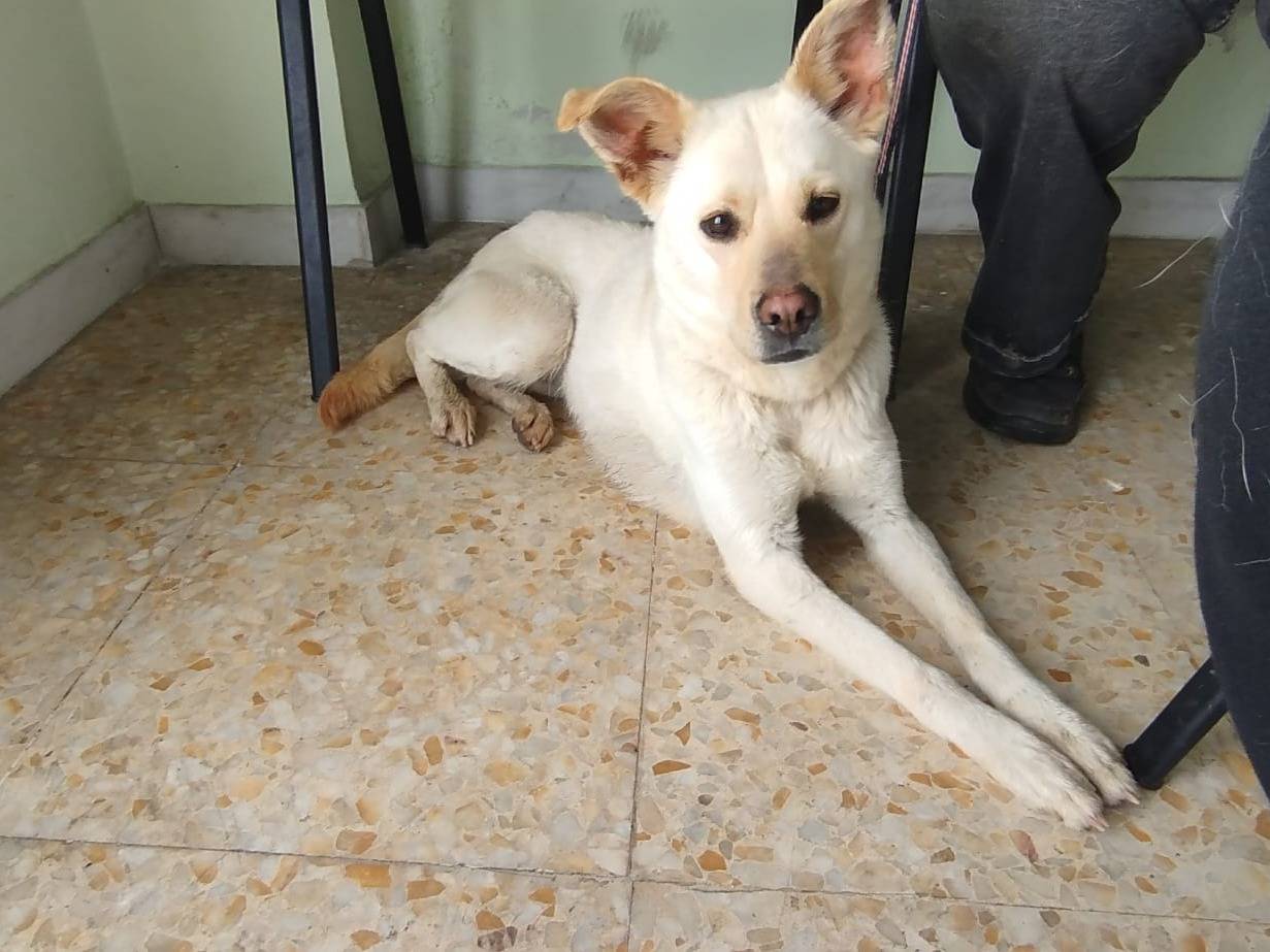Adotta un cane, taglia media contenuta, femmina, Cosenza