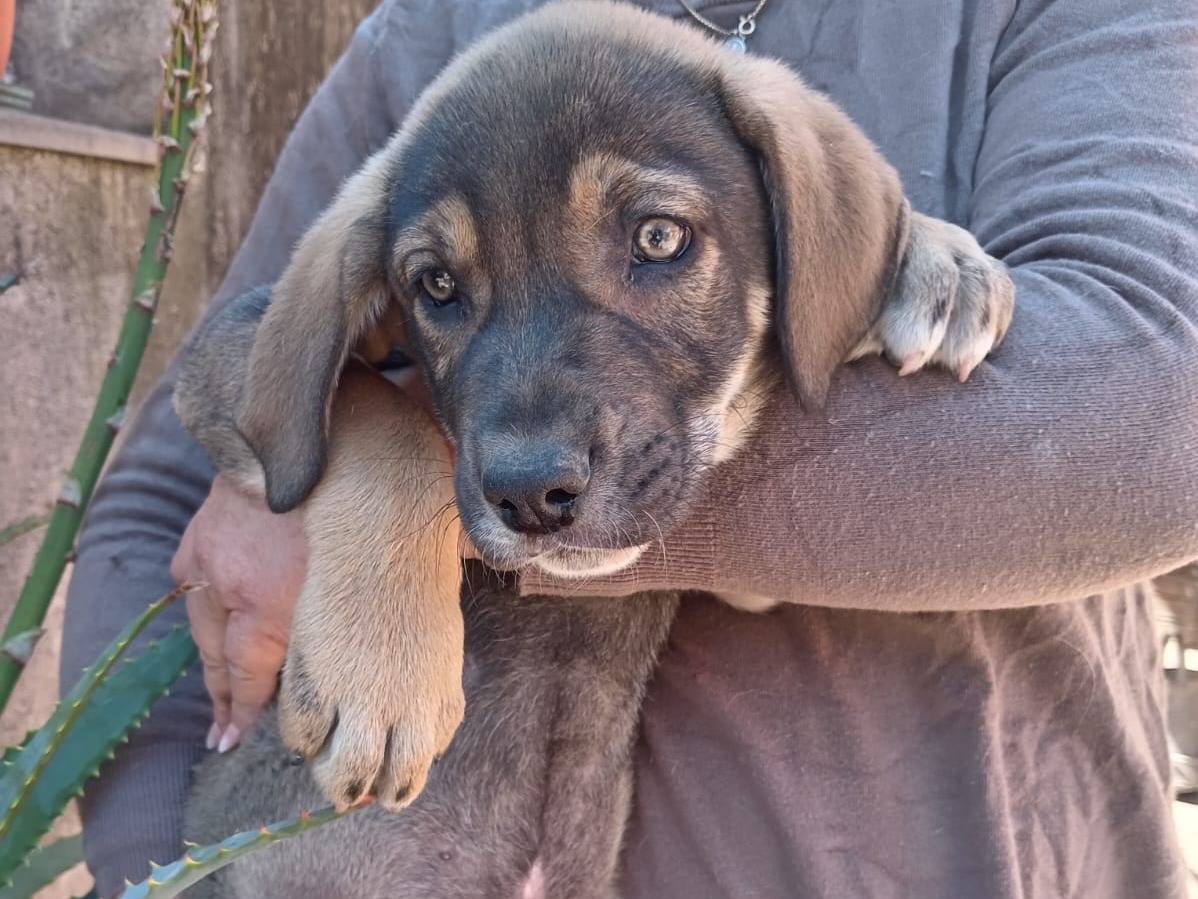Adozione cane, maschio, Razza sconosciuta Razza sconosciuta, 3 mesi, taglia media, Catania