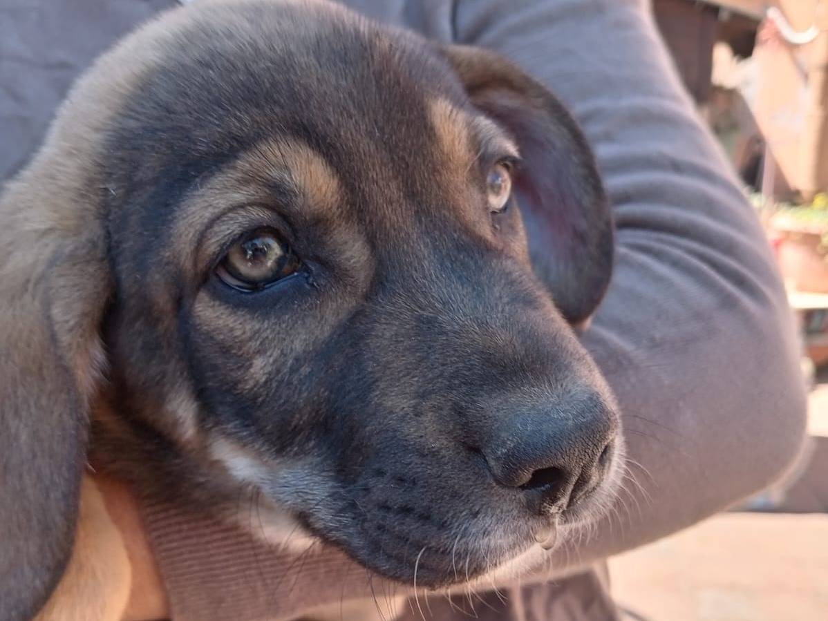 Adotta un cane, maschio, 3 mesi, Catania
