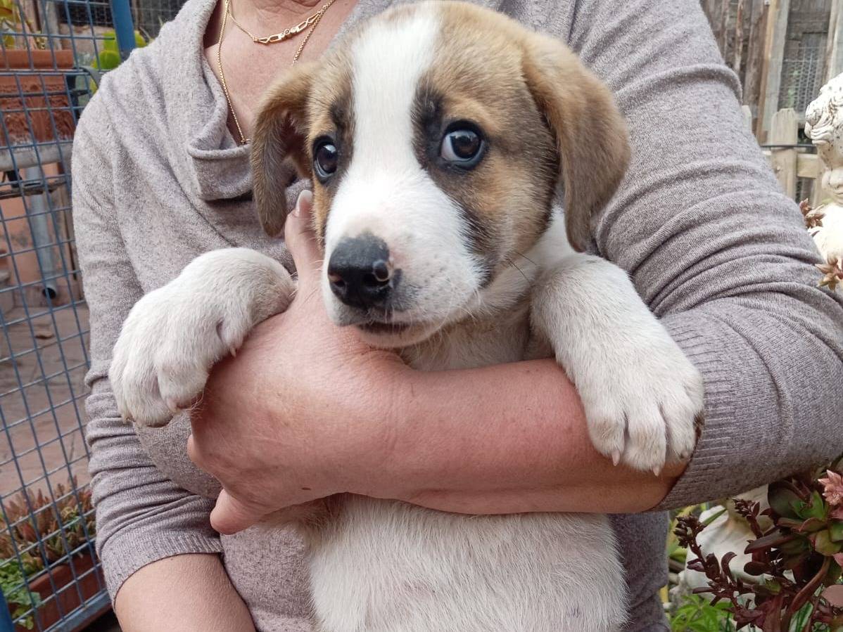 Adozione cane, maschio, Razza sconosciuta Razza sconosciuta, 3 mesi, taglia media, Catania