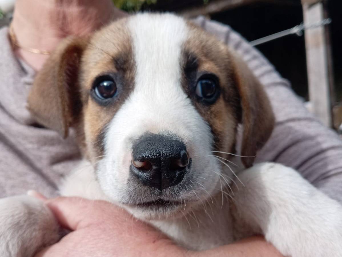Adotta un cane, maschio, 3 mesi, Catania
