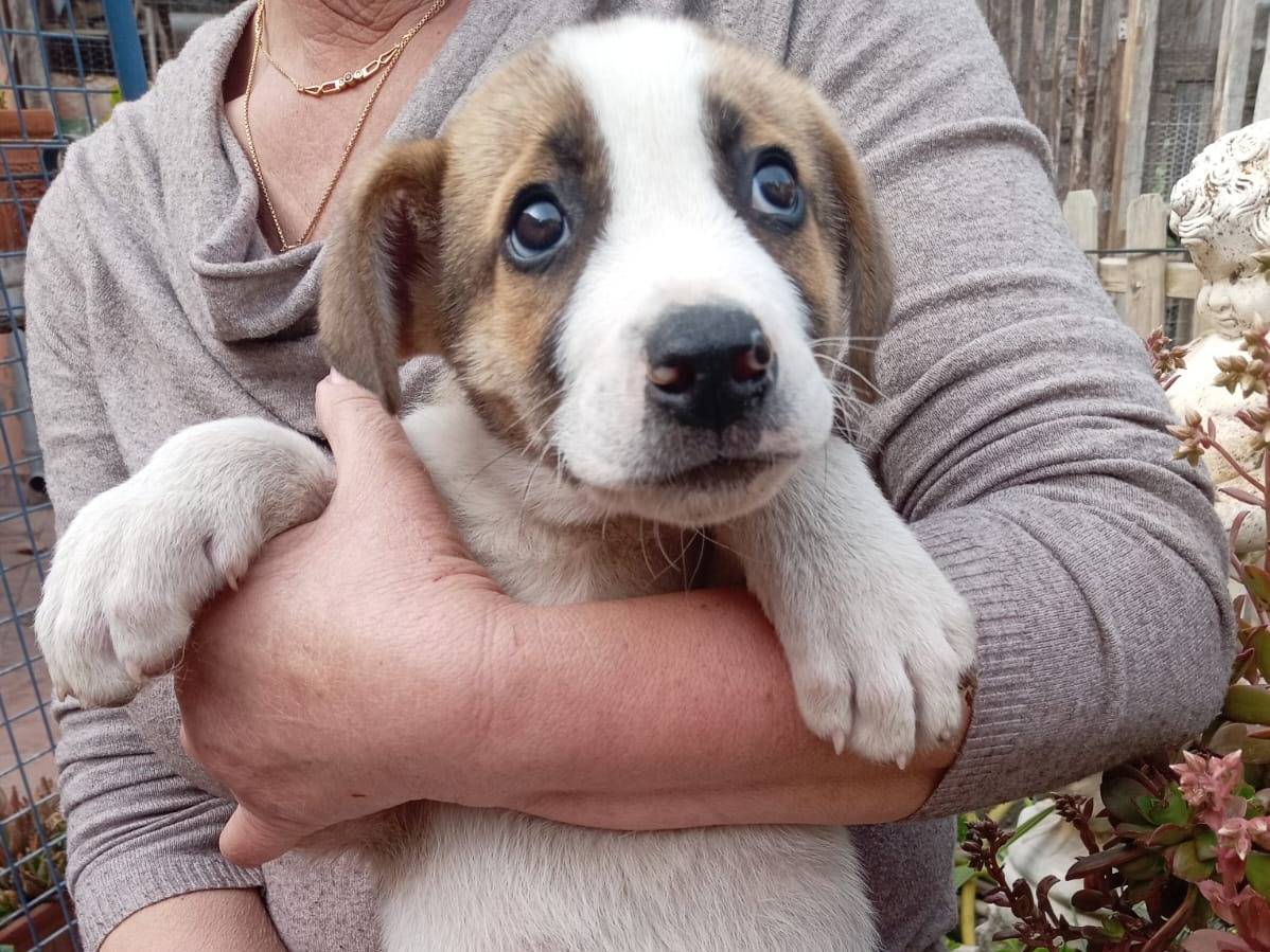 Adotta un cane, taglia media, maschio, Catania