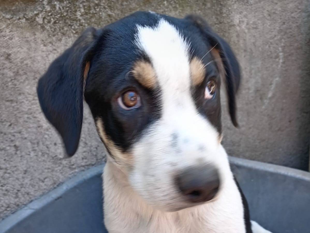 Adozione cane, femmina, Razza sconosciuta Razza sconosciuta, 3 mesi, taglia media, Catania