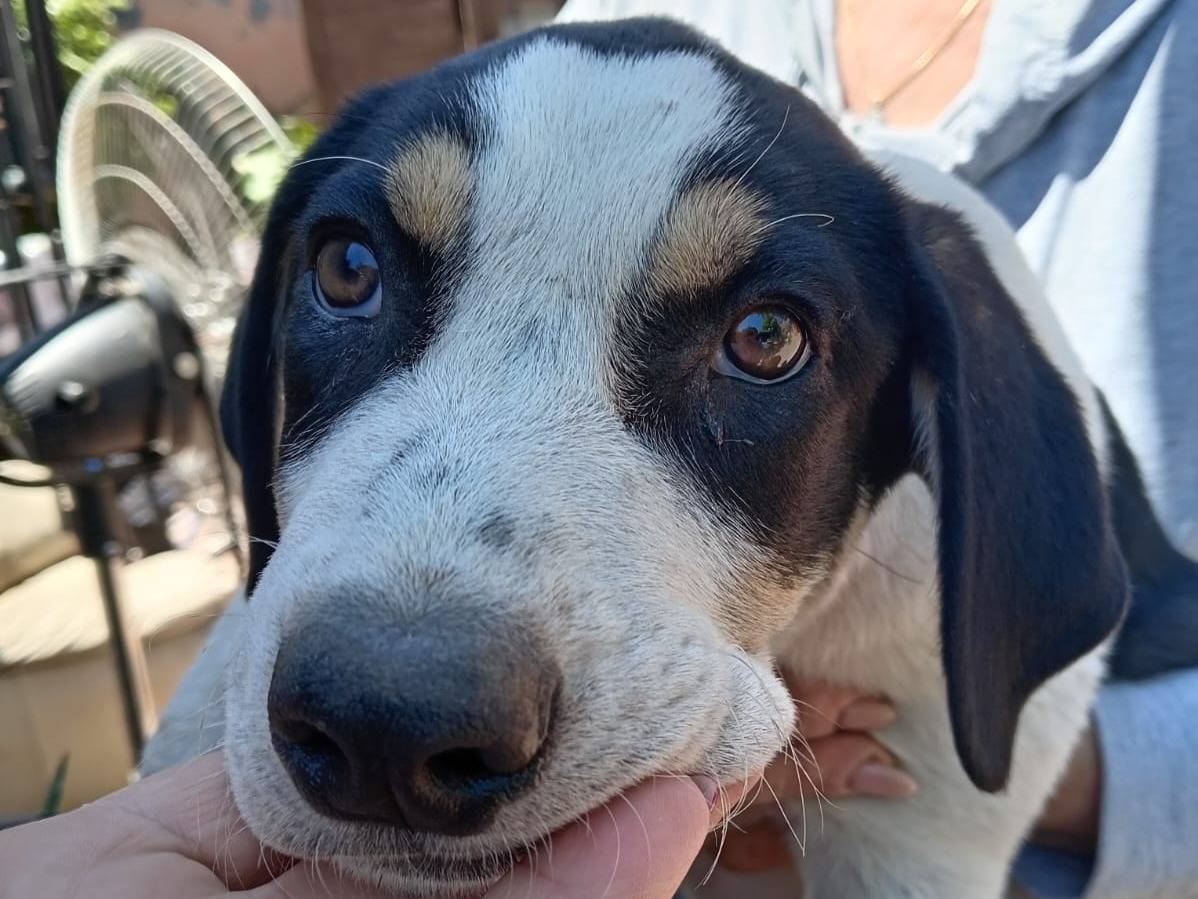 Adotta un cane, femmina, 3 mesi, Catania