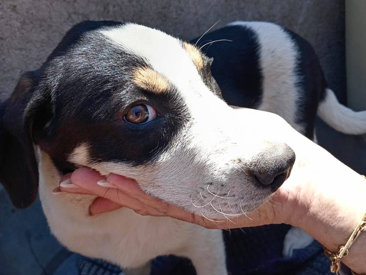 Vuoi adottare un cane a Catania?