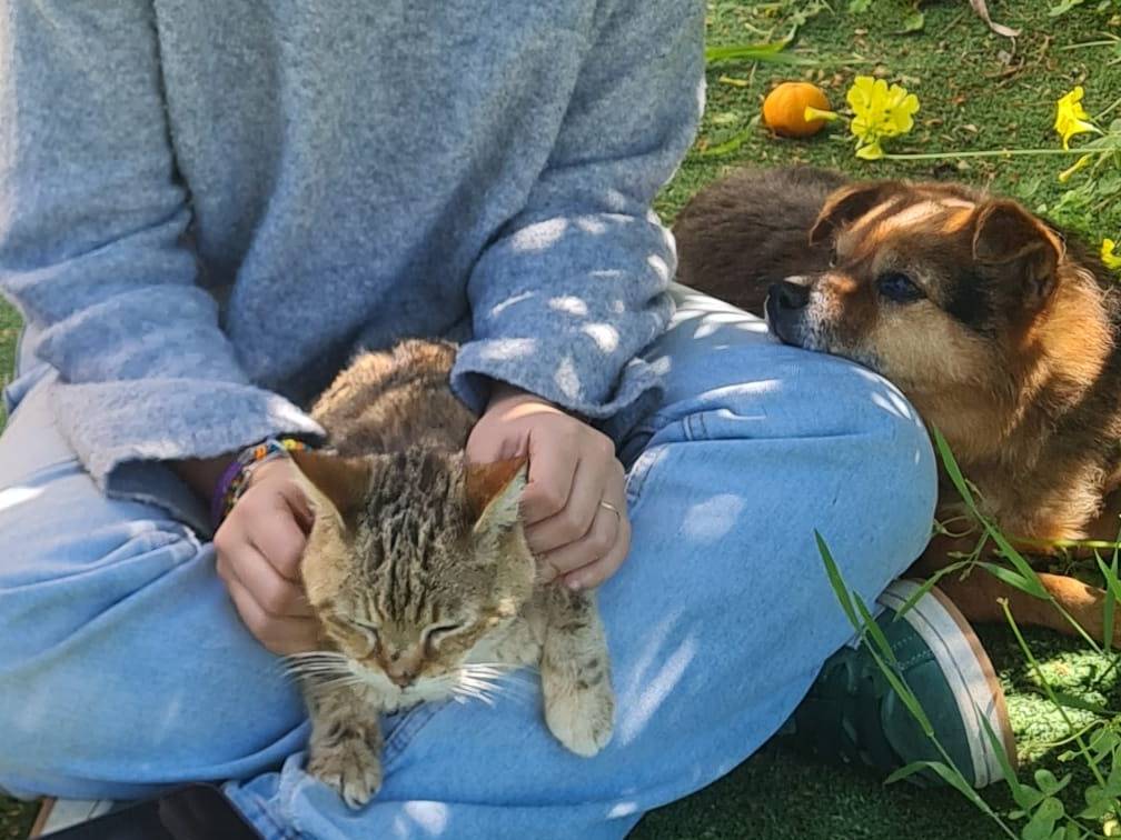 Adotta un cane, maschio, 11 anni e 9 mesi, Catania