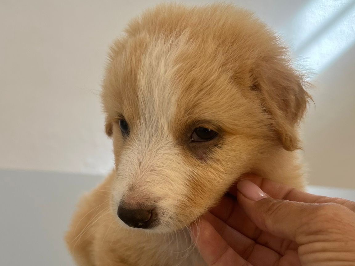 Foto 3 dell'animale
