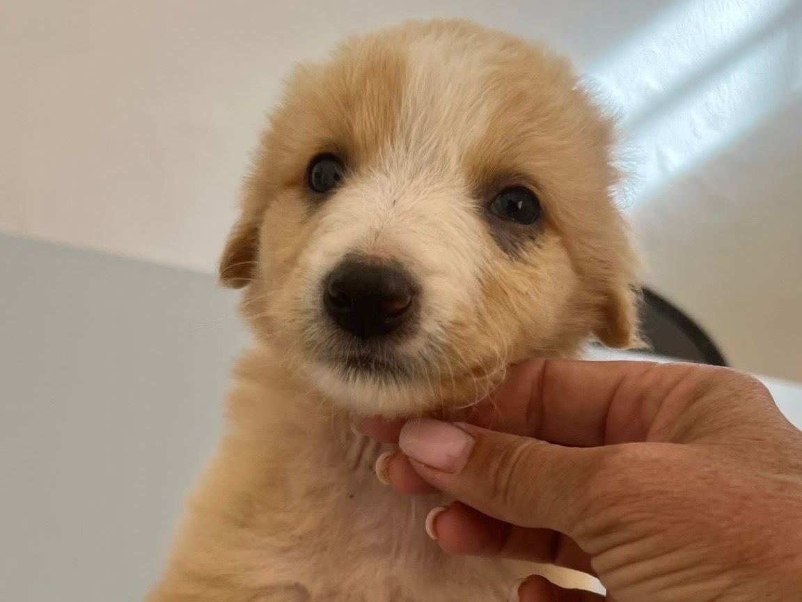 Vuoi adottare un cane a Siracusa?