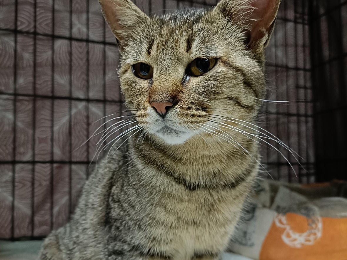 Adozione gatto, femmina, Razza sconosciuta Razza sconosciuta, 3 anni, taglia non valida, Perugia