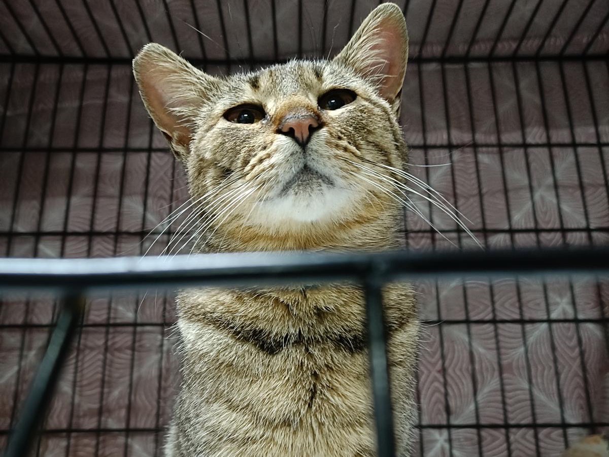 Adotta un gatto, femmina, 3 anni, Perugia
