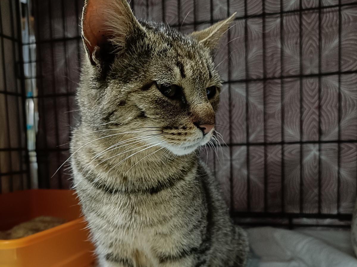 Adotta un gatto, taglia non valida, femmina, Perugia