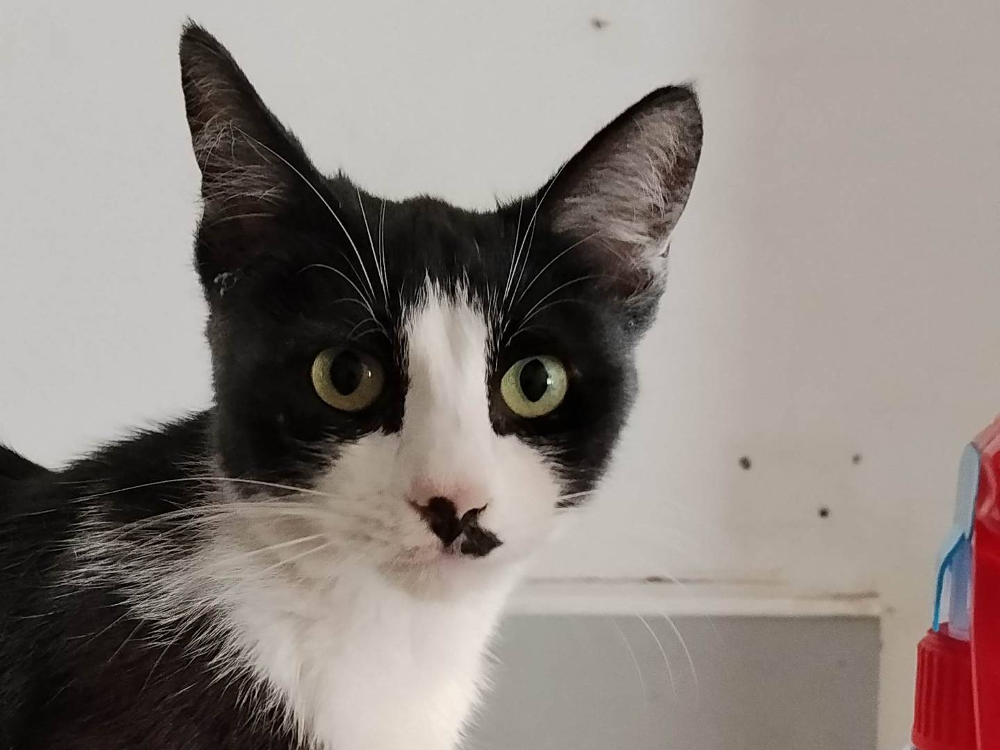 Adozione gatto, femmina, Razza sconosciuta Razza sconosciuta, 5 mesi, taglia non valida, Siracusa