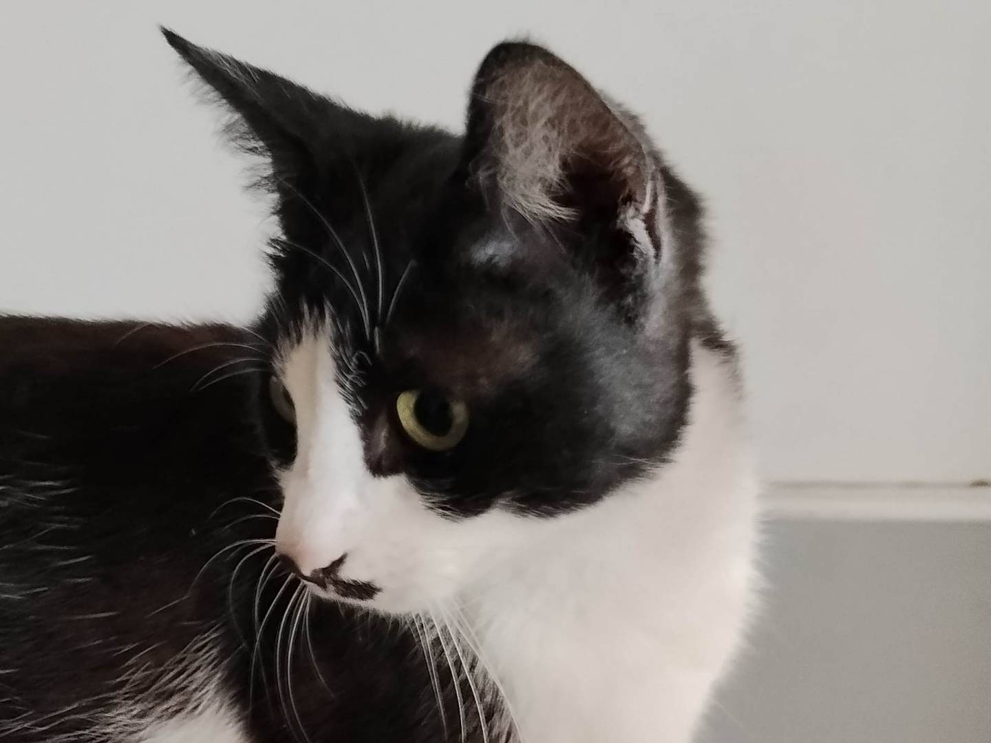 Adotta un gatto, femmina, 5 mesi, Siracusa