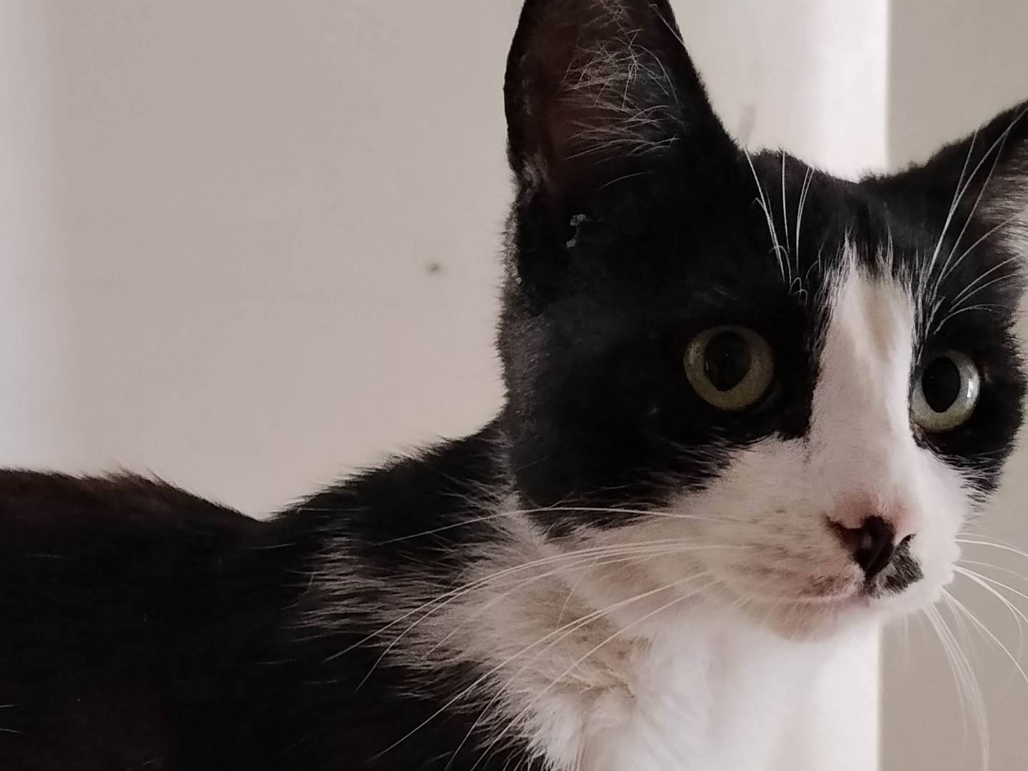 Adotta un gatto, taglia non valida, femmina, Siracusa