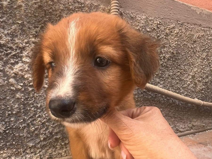 Adotta un cane, maschio, 2 mesi, Siracusa