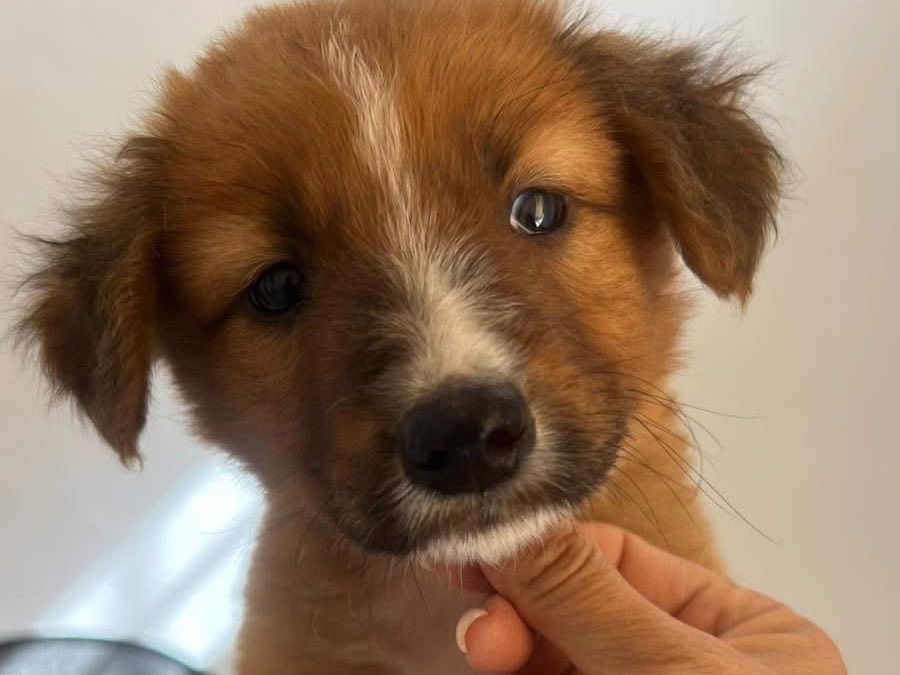 Adotta un cane, taglia media, maschio, Siracusa