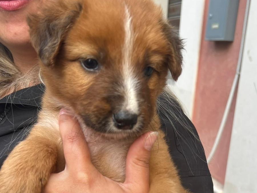 Vuoi adottare un cane a Siracusa?