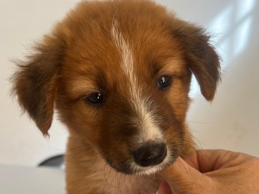 Adozione cane, maschio, Razza sconosciuta Razza sconosciuta, 2 mesi, taglia media, Siracusa