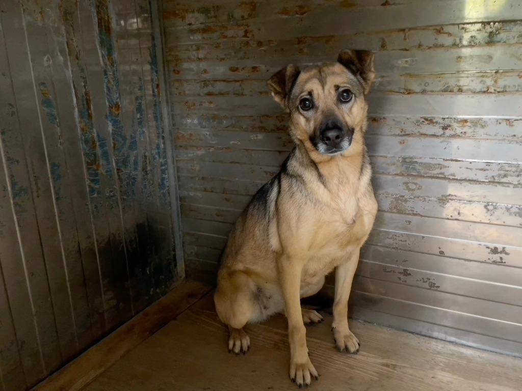 Adozione cane, femmina, Razza sconosciuta Razza sconosciuta, 6 anni e 2 mesi, taglia media contenuta, Salerno
