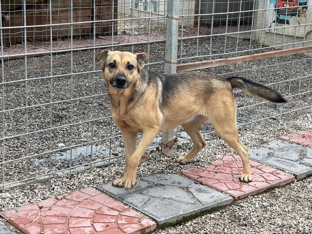 Adotta un cane, femmina, 6 anni e 2 mesi, Salerno