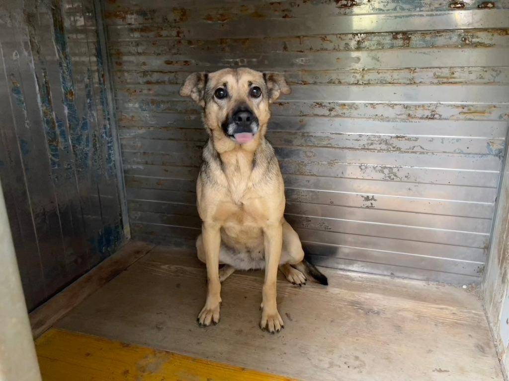 Adotta un cane, taglia media contenuta, femmina, Salerno