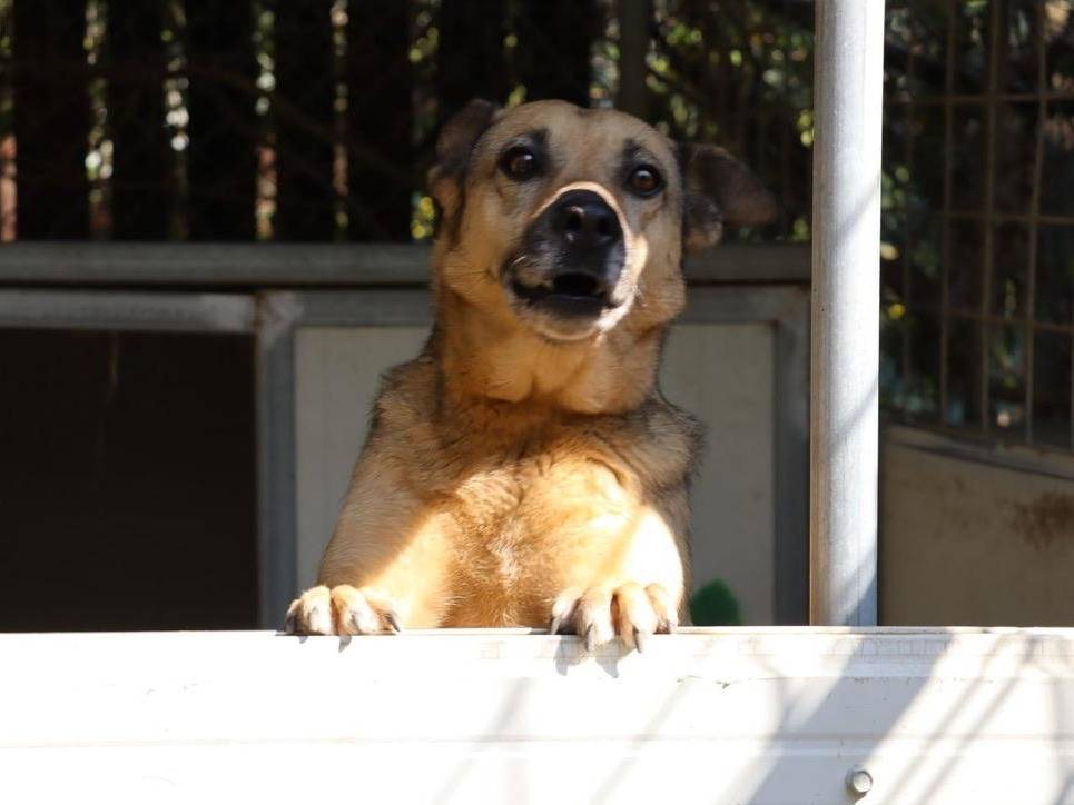 Vuoi adottare un cane a Salerno?