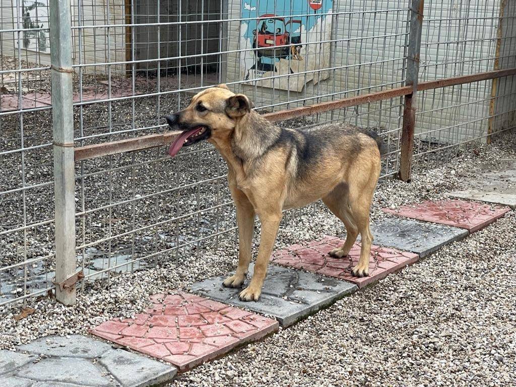 Adotta il cane PULLA a Salerno