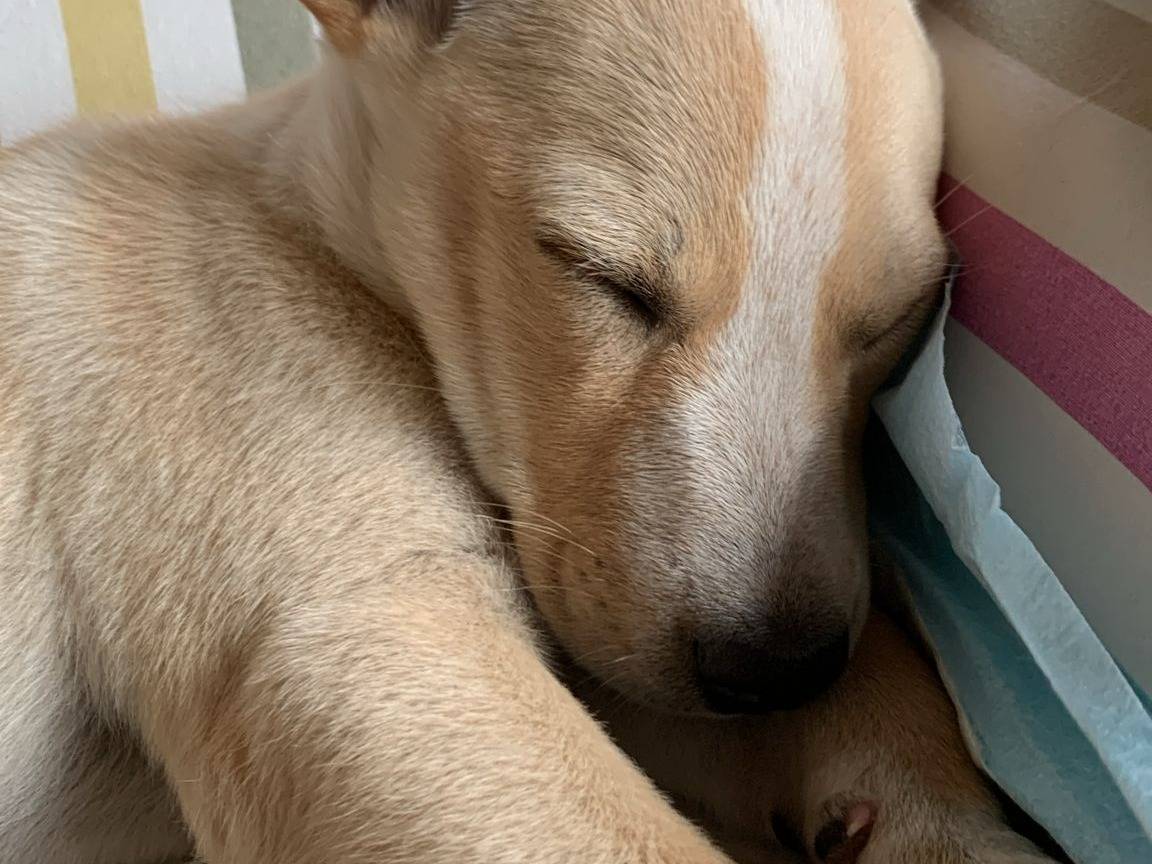 Adotta un cane, femmina, 2 mesi, Bologna