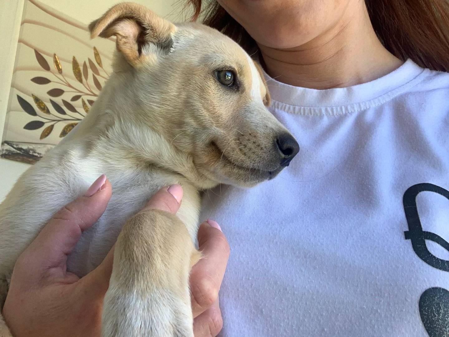 Adotta un cane, taglia media contenuta, femmina, Bologna