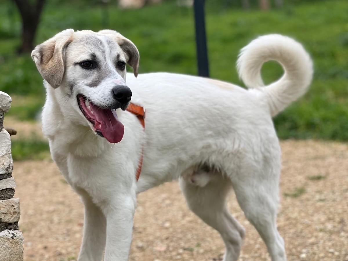 Adozione cane, maschio, Razza sconosciuta Razza sconosciuta, 7 mesi, taglia media, Bari