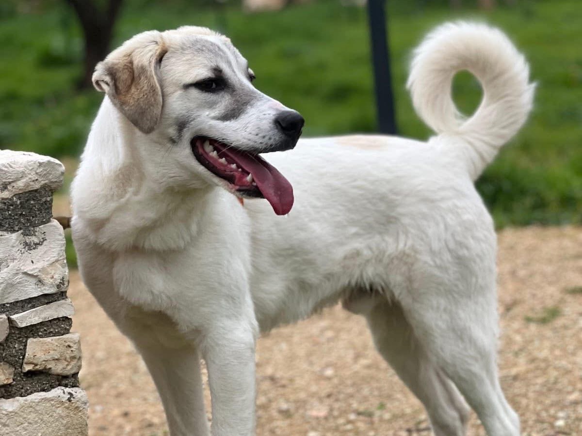 Adotta un cane, maschio, 7 mesi, Bari