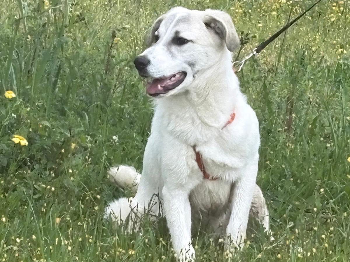 Adotta un cane, taglia media, maschio, Bari