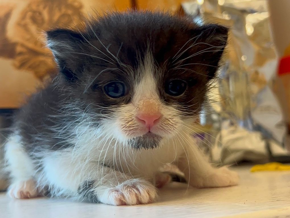 Adozione gatto, maschio, Razza sconosciuta Razza sconosciuta, 1 mesi, taglia non valida, Messina